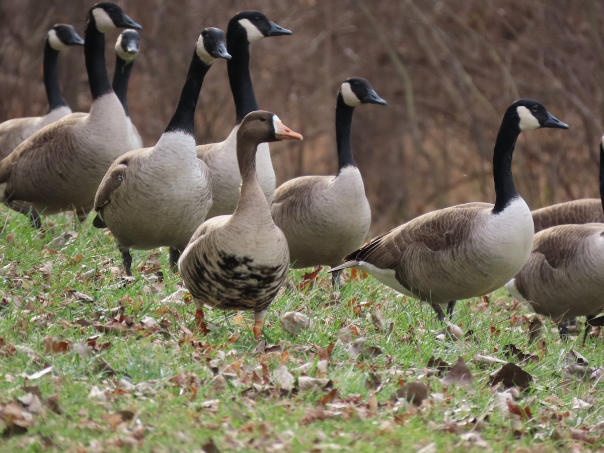 Greater White-fronted Goose - ML612305739