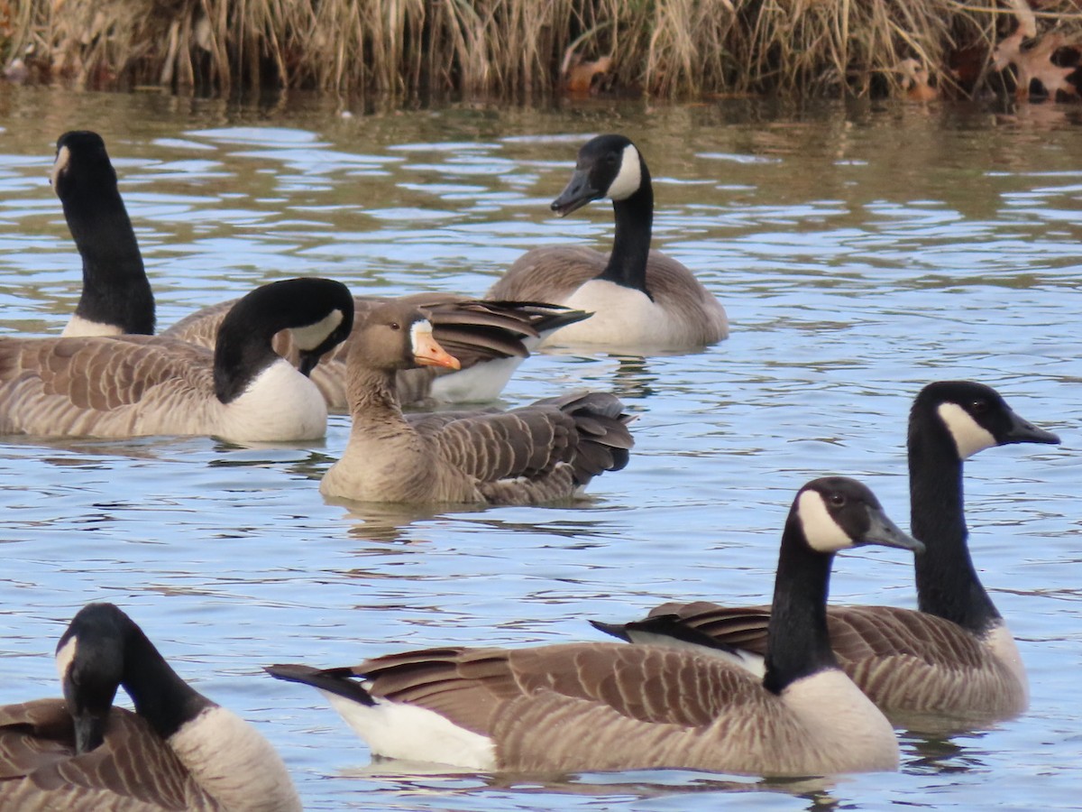 Greater White-fronted Goose - ML612305741