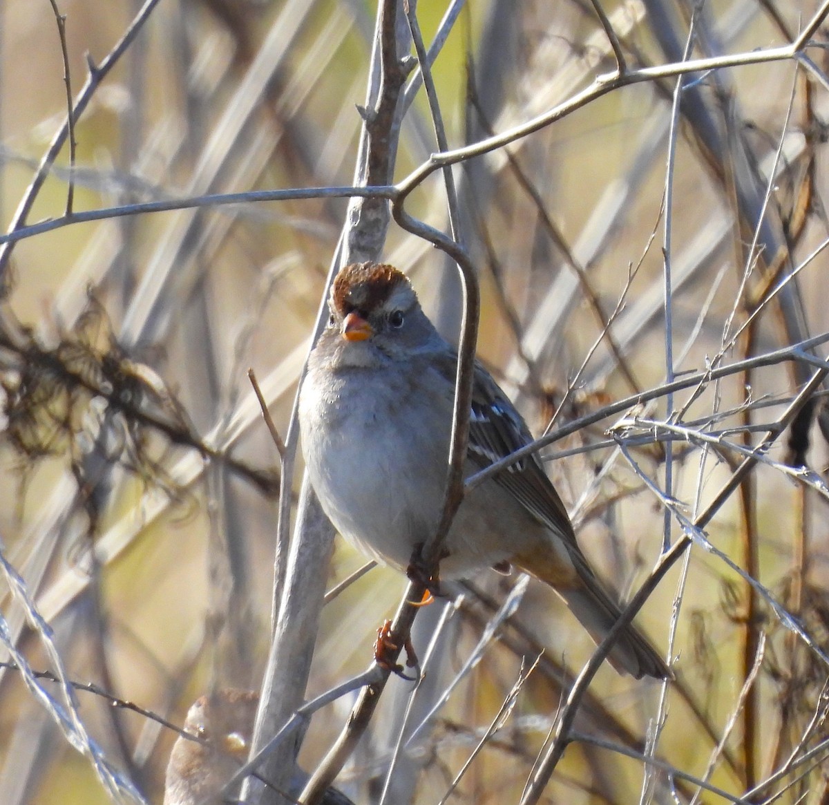 White-crowned Sparrow - ML612305751