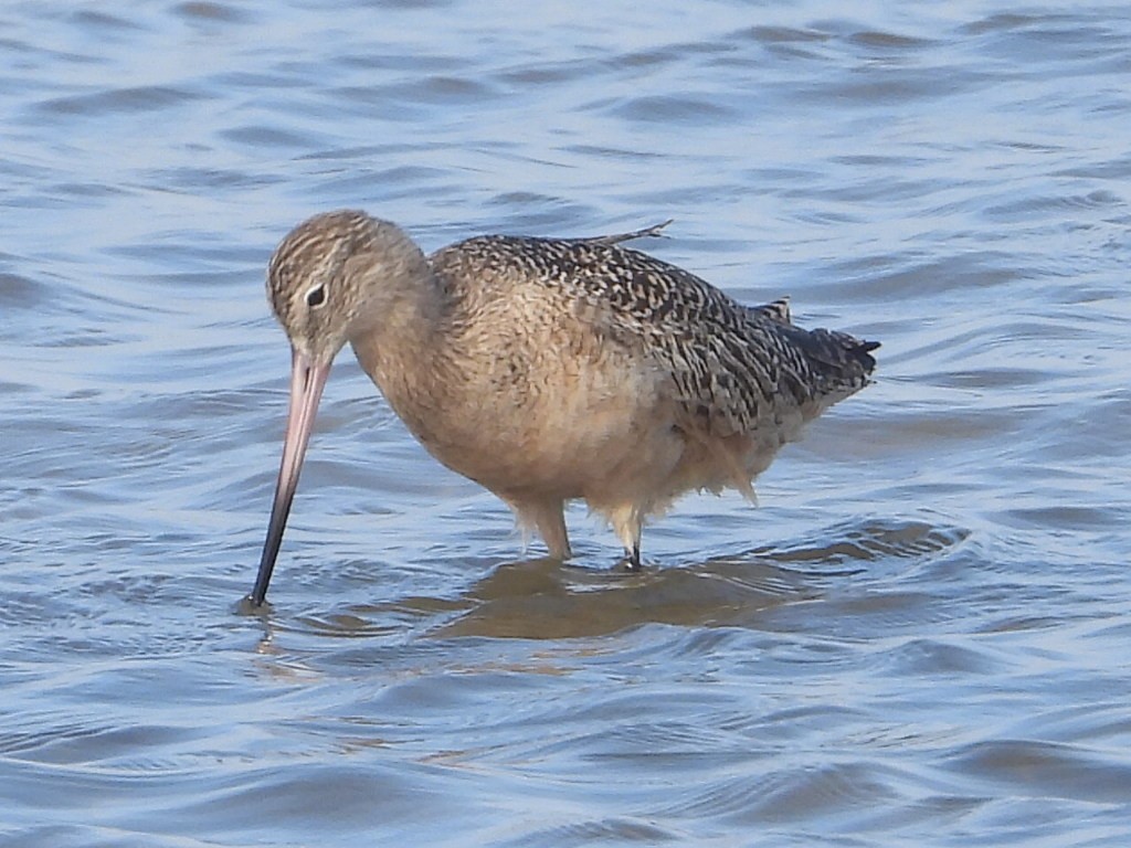 Marbled Godwit - Terry  Little