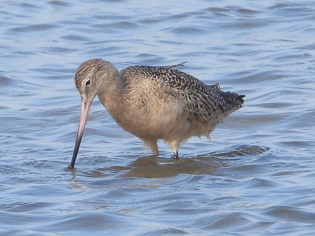 Marbled Godwit - ML612305768