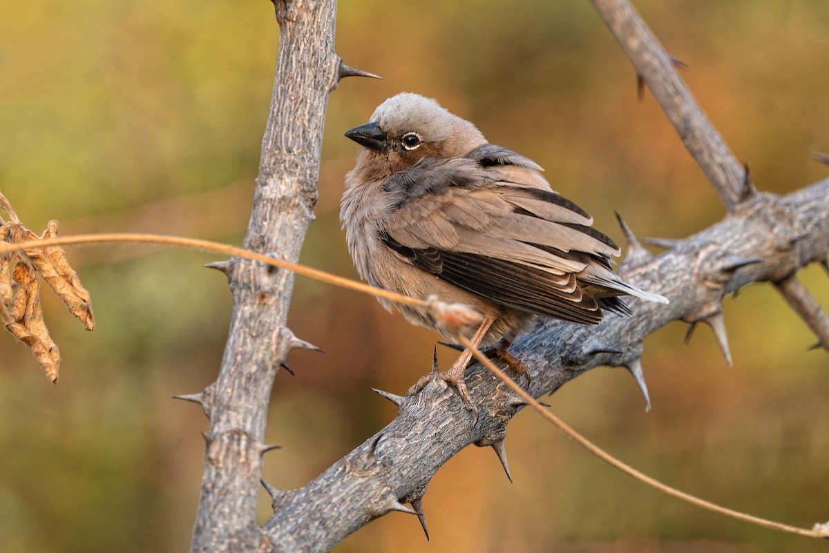 Gray-headed Social-Weaver - ML612305791