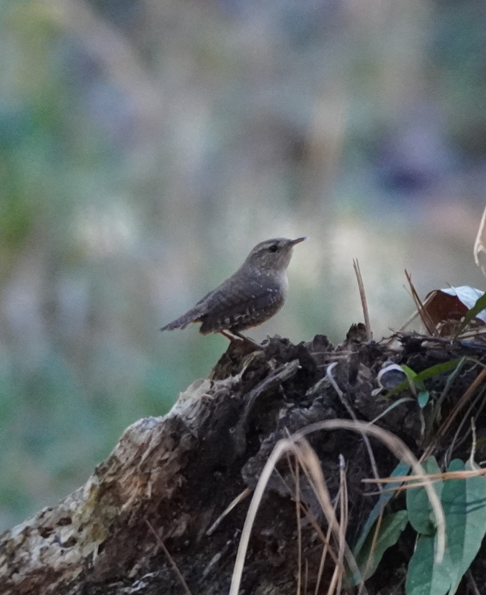 Winter Wren - ML612305876