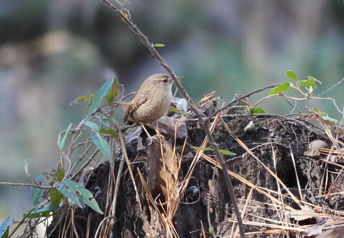 Winter Wren - ML612305877