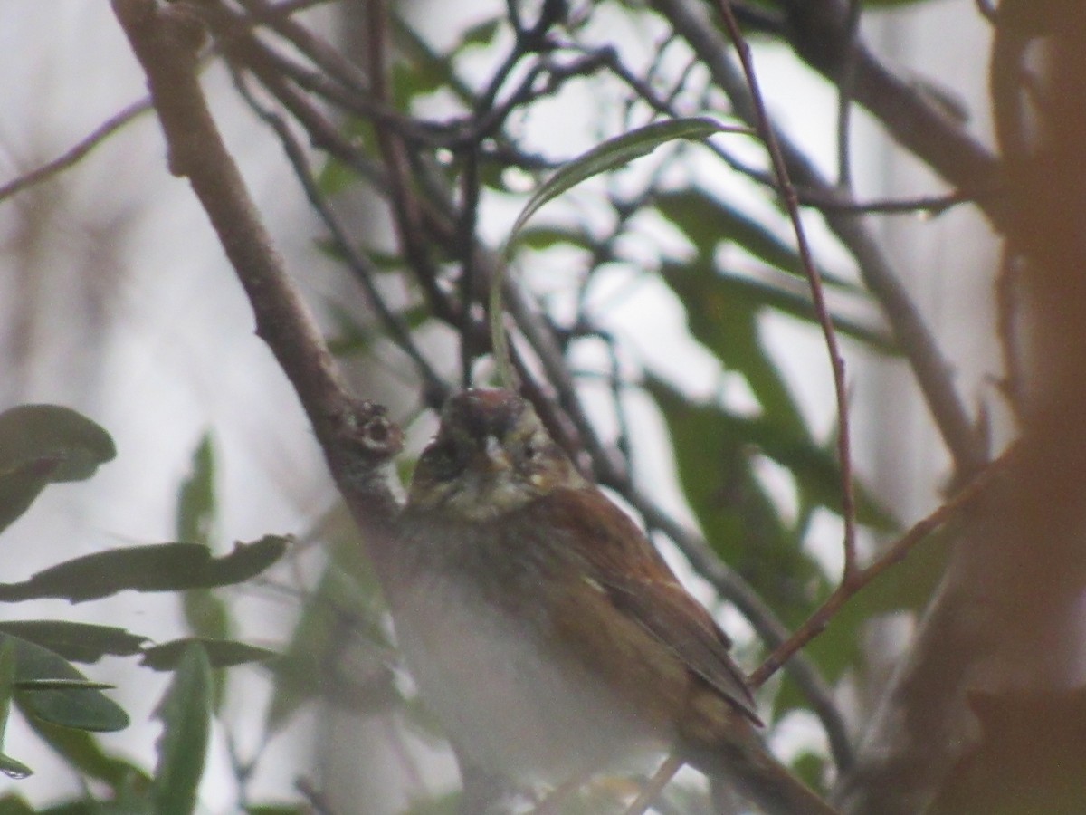 Swamp Sparrow - ML612305933