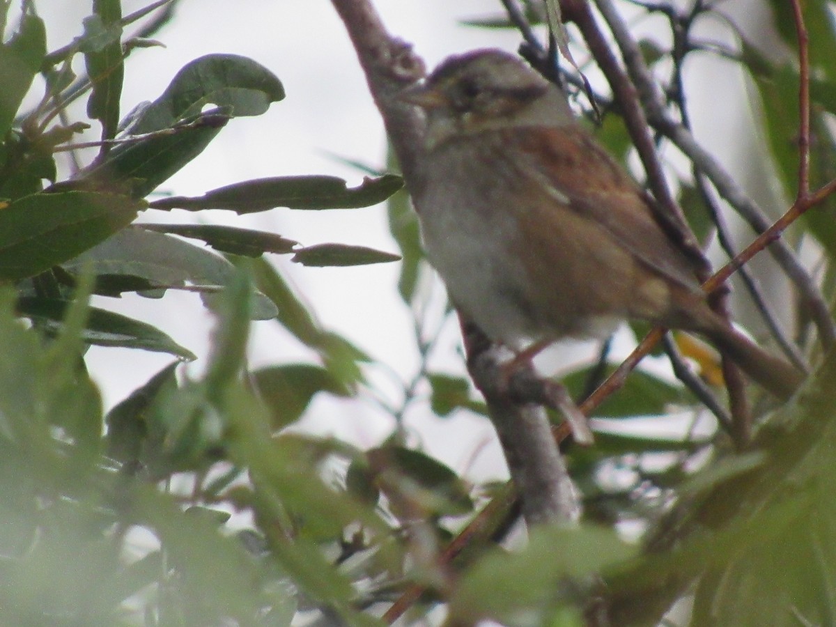 Swamp Sparrow - ML612305934