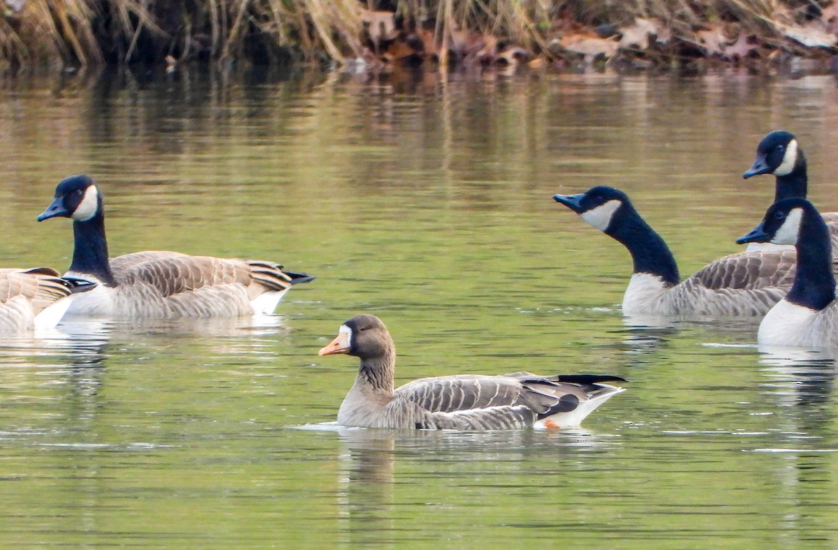 Greater White-fronted Goose - ML612305970