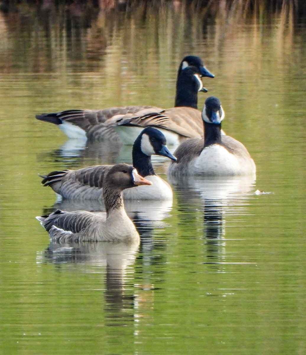 Greater White-fronted Goose - ML612305971