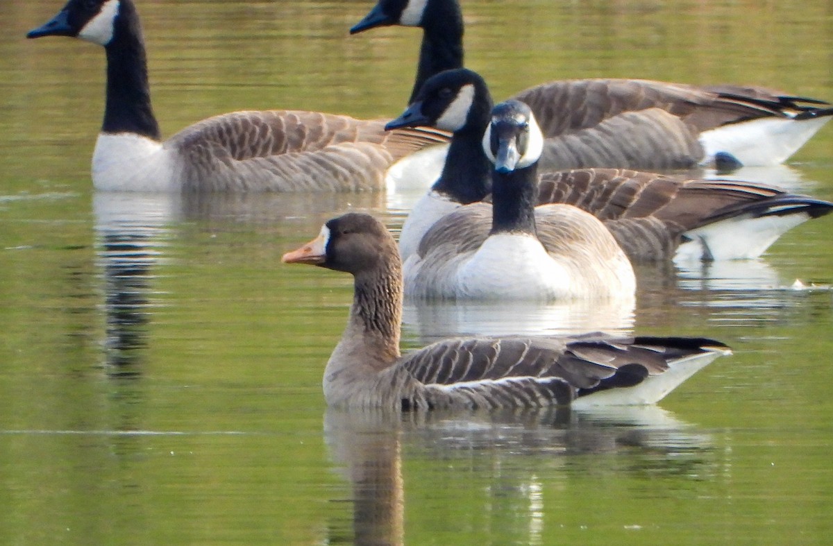 Greater White-fronted Goose - ML612305972