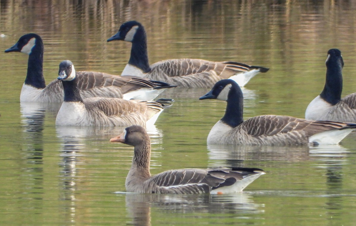 Greater White-fronted Goose - ML612305973