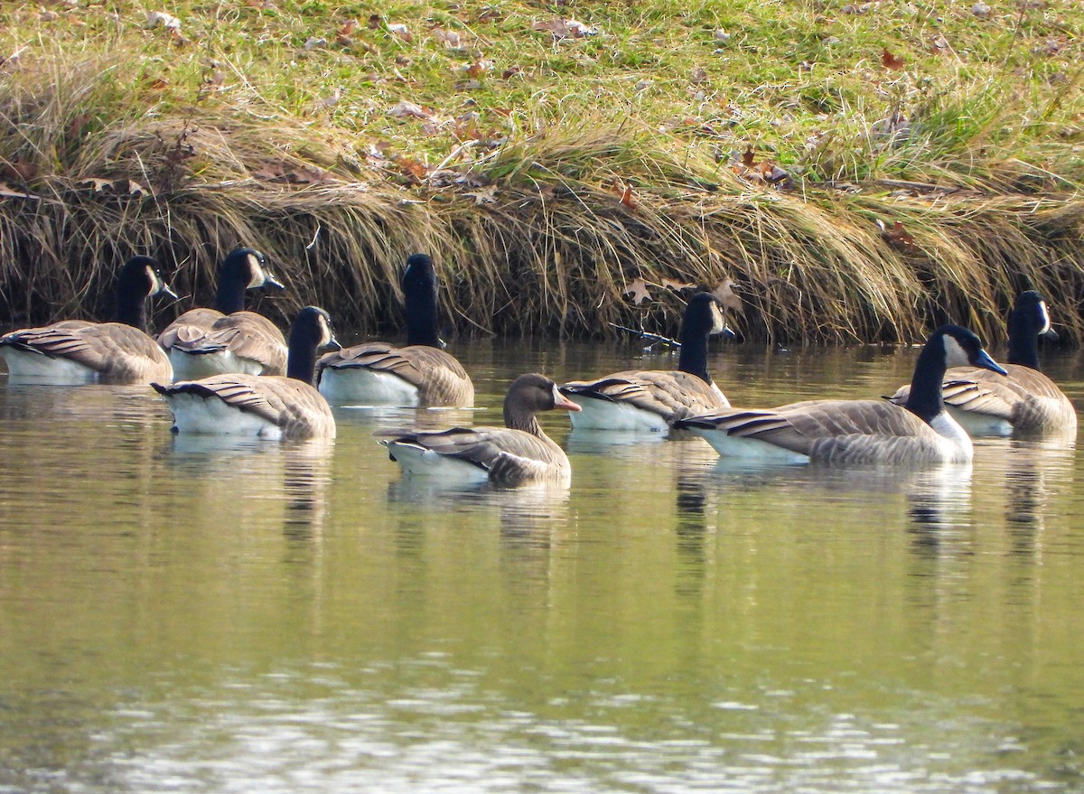 Greater White-fronted Goose - ML612305974