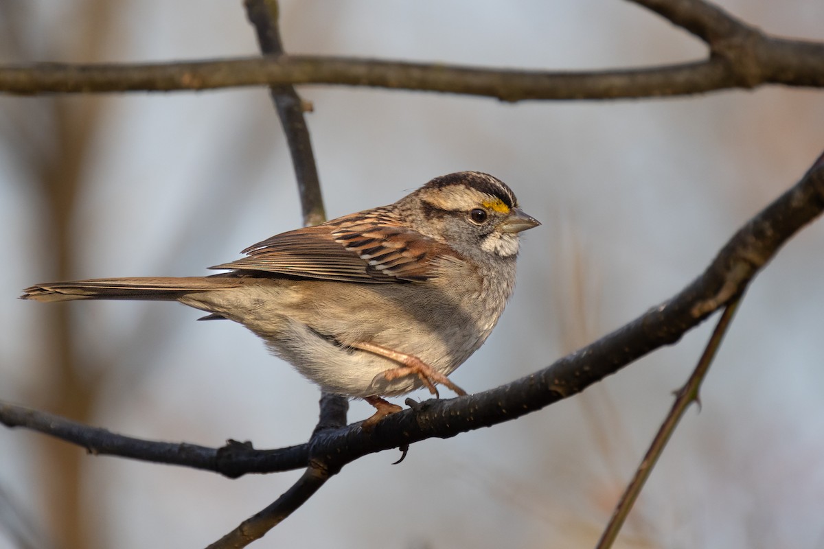 White-throated Sparrow - ML612306008