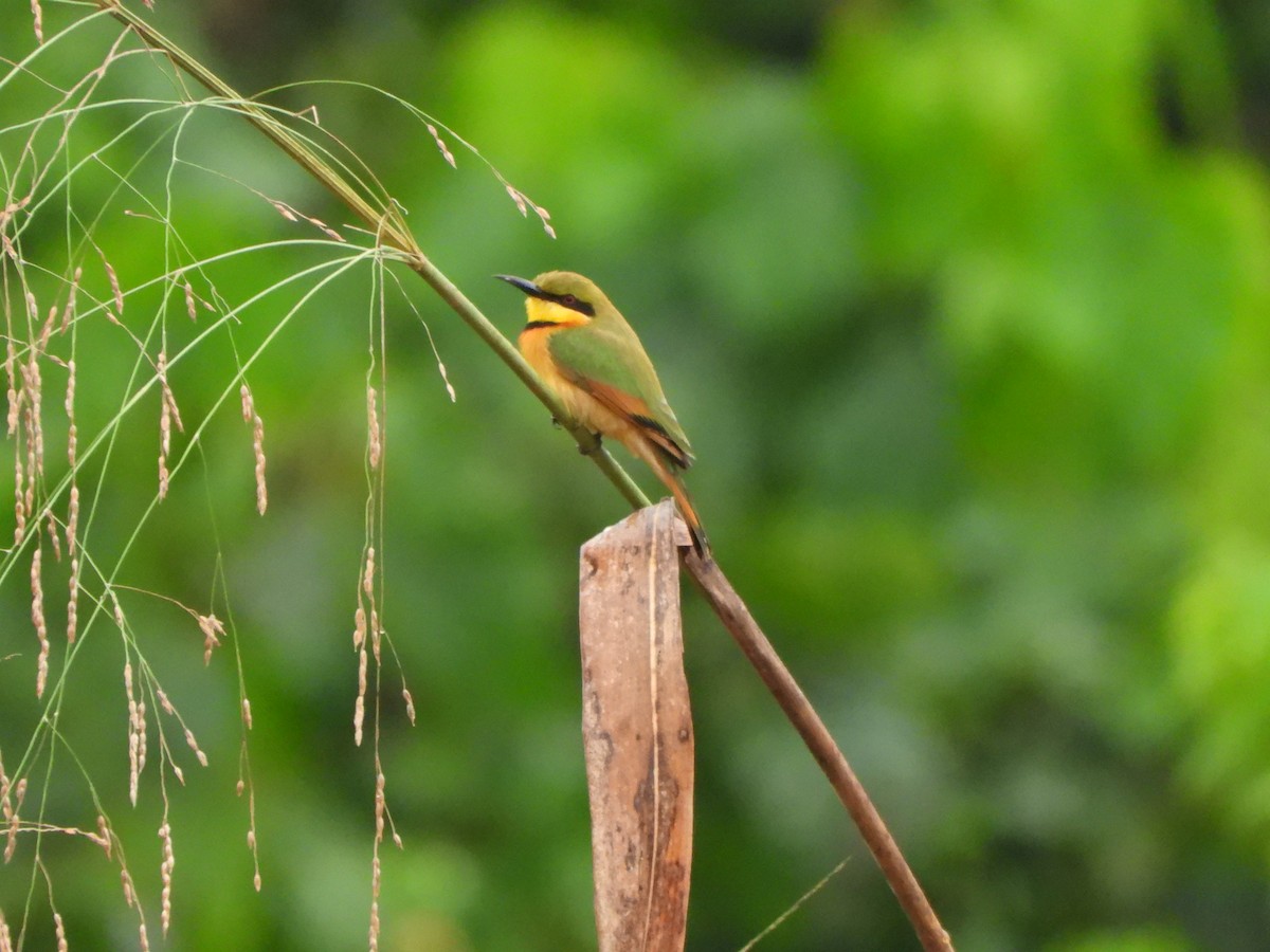 Little Bee-eater - ML612306170