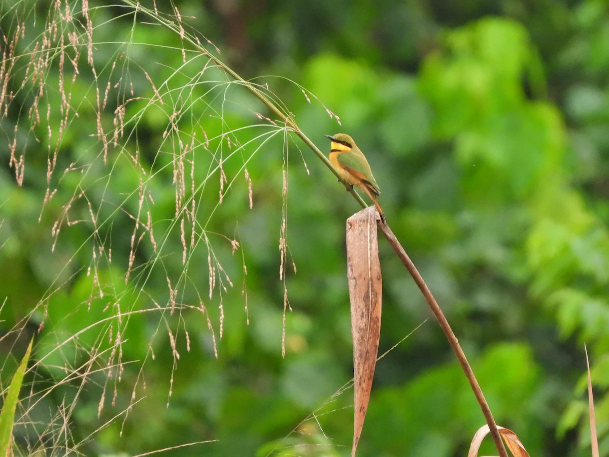 Little Bee-eater - ML612306171