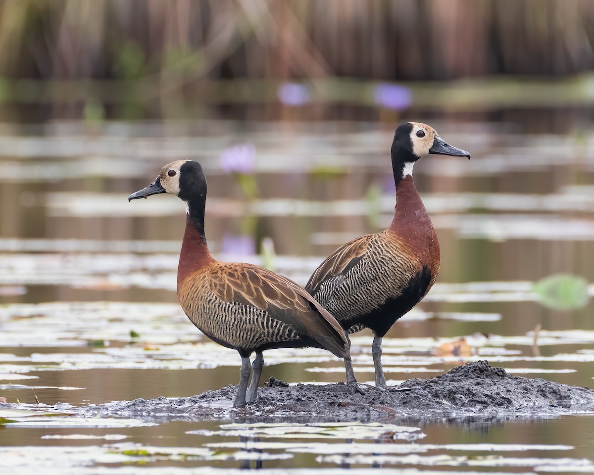 White-faced Whistling-Duck - ML612306379