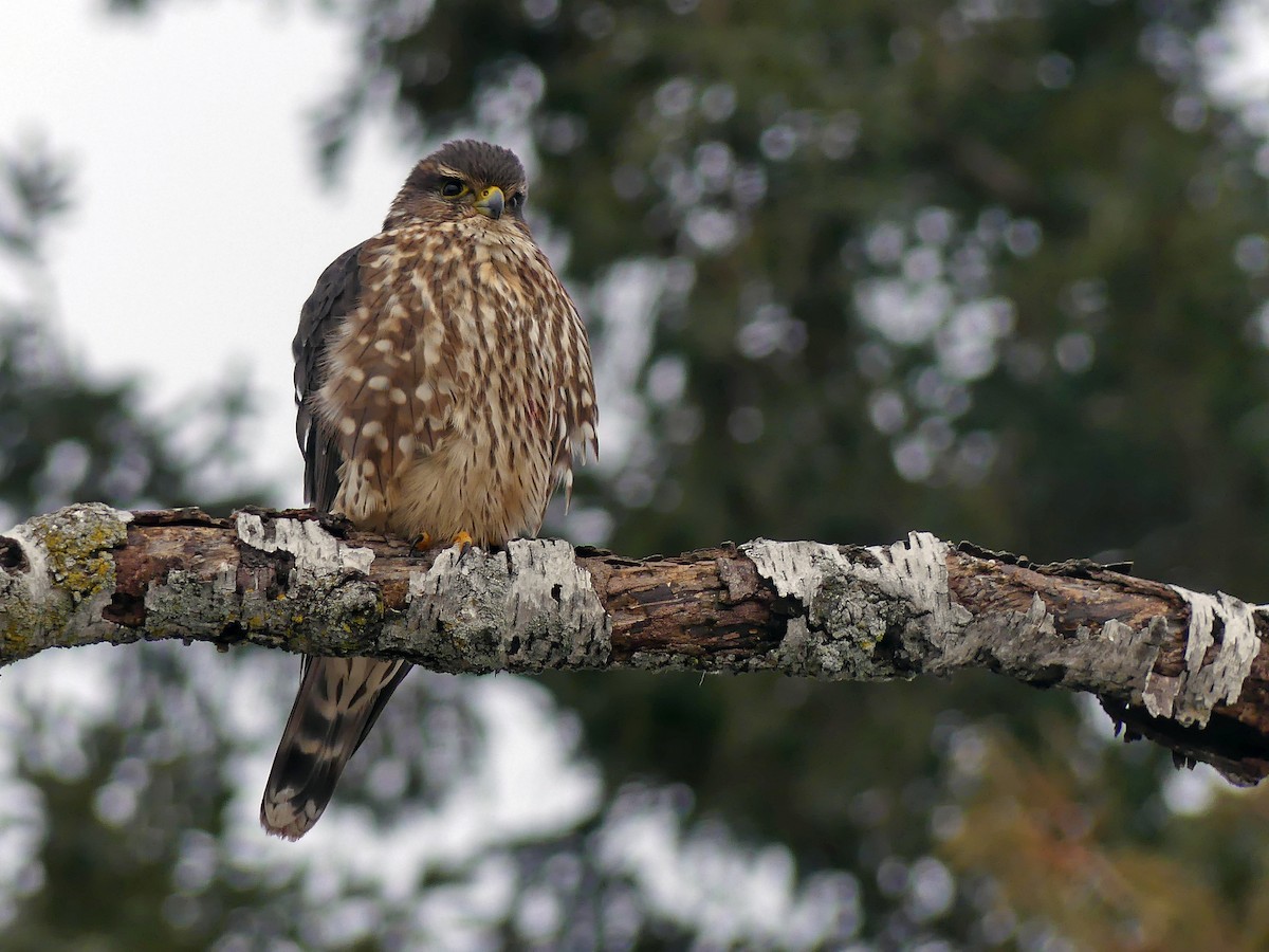 dřemlík tundrový (ssp. columbarius) - ML612306387