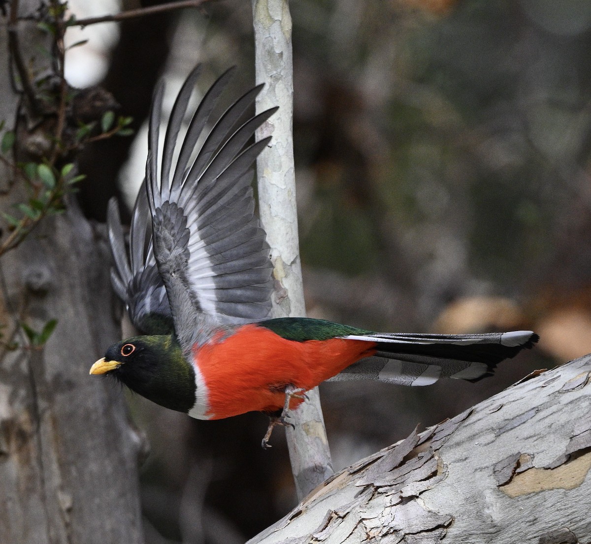 Elegant Trogon - Thomas Oliver