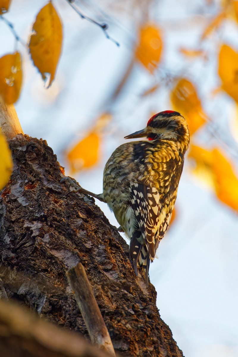 Yellow-bellied Sapsucker - ML612306497