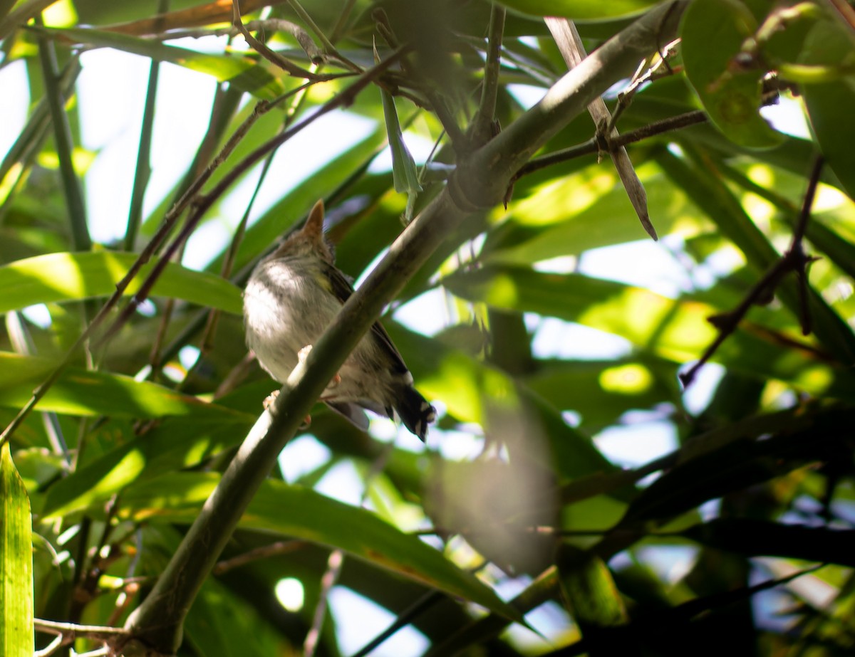 Fork-tailed Pygmy-Tyrant - Enéas Junior