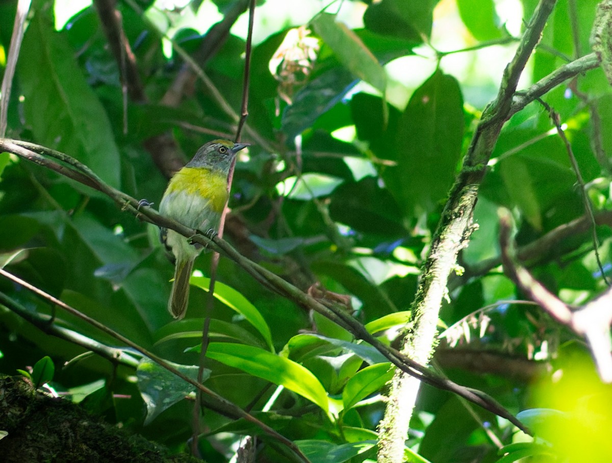 greenlet sp. - Enéas Junior