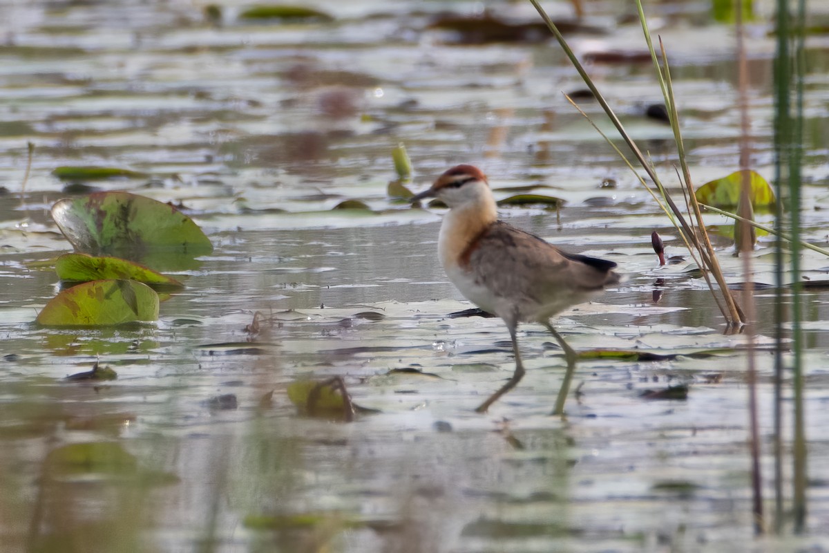 Lesser Jacana - ML612306646