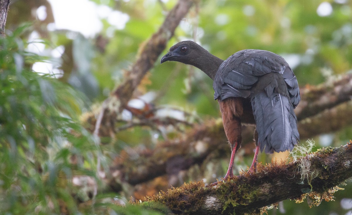 Sickle-winged Guan - ML612306656