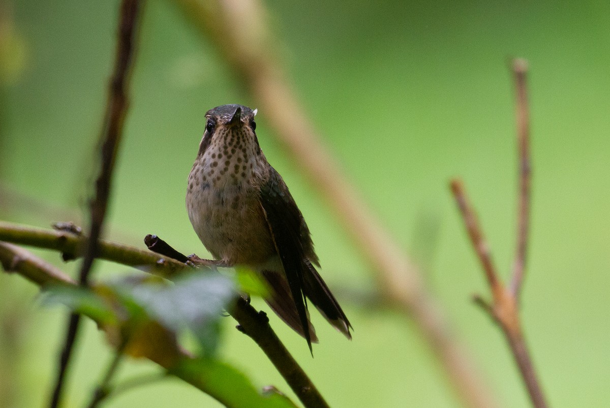 Speckled Hummingbird - ML612306689