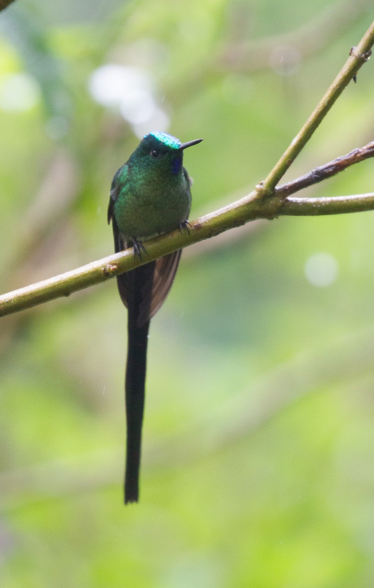 Long-tailed Sylph - ML612306691