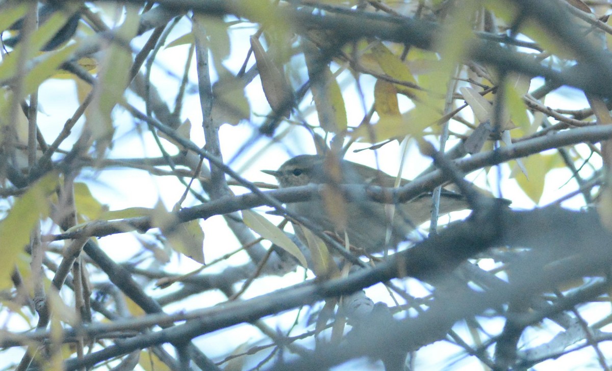 Hume's Warbler - ML612306717