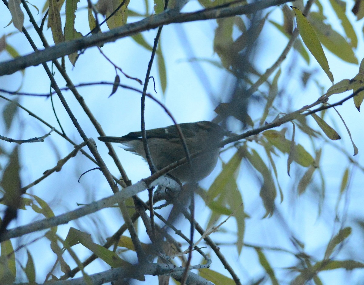 Hume's Warbler - ML612306718