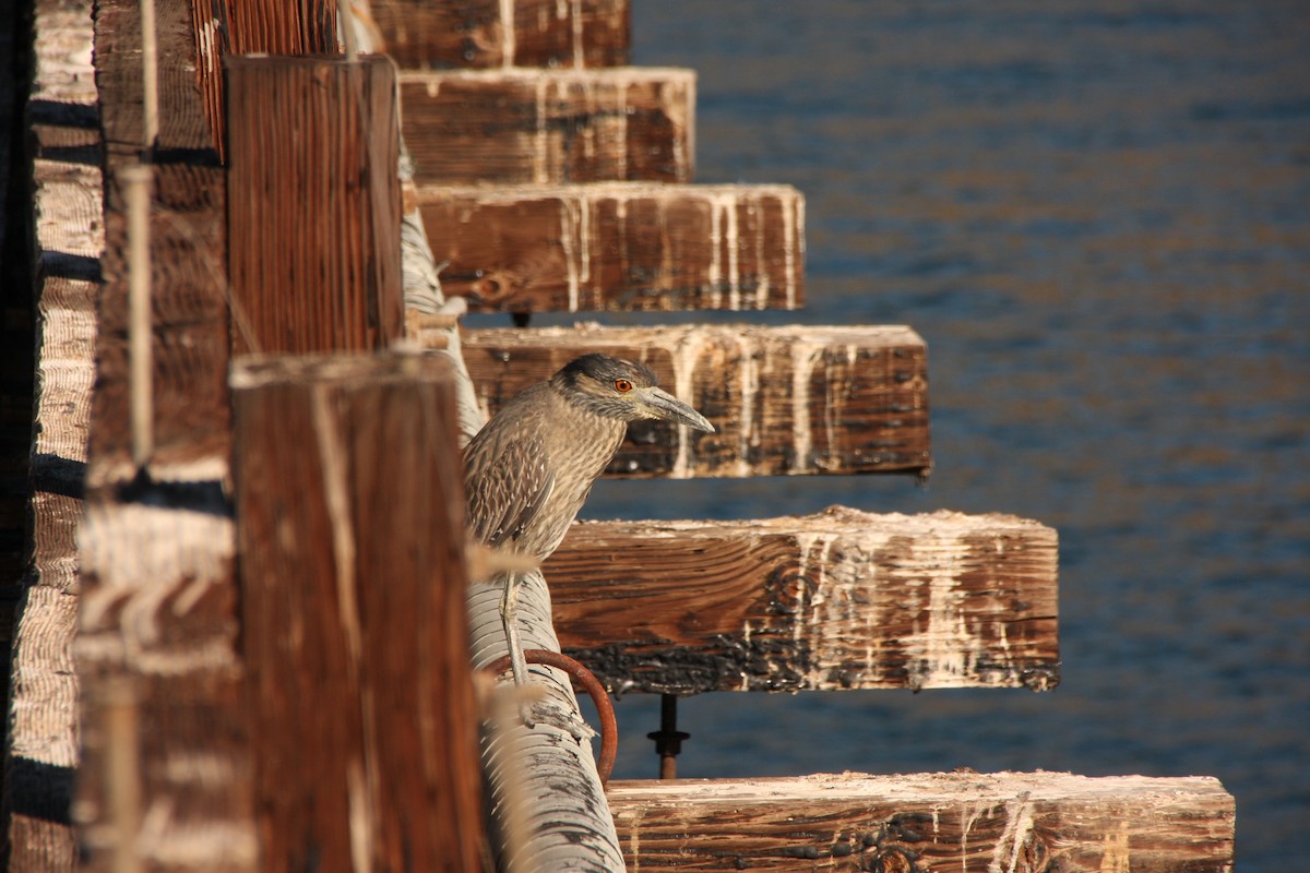 Yellow-crowned Night Heron - ML612306775