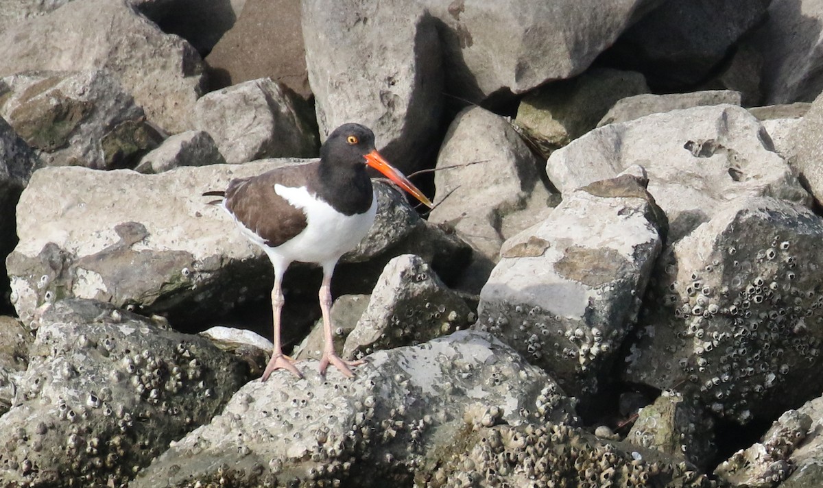 American Oystercatcher - John Deitsch