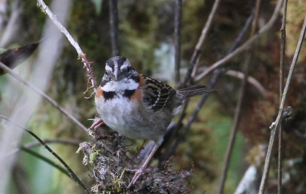 Rufous-collared Sparrow - ML612306901