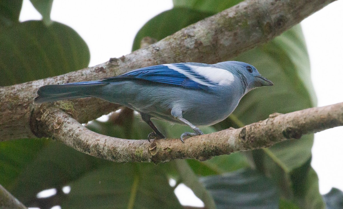 Blue-gray Tanager - ML612306933