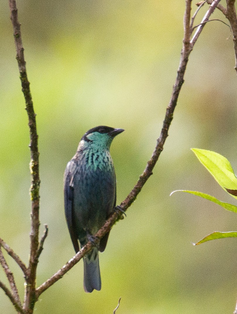 Black-capped Tanager - ML612306940