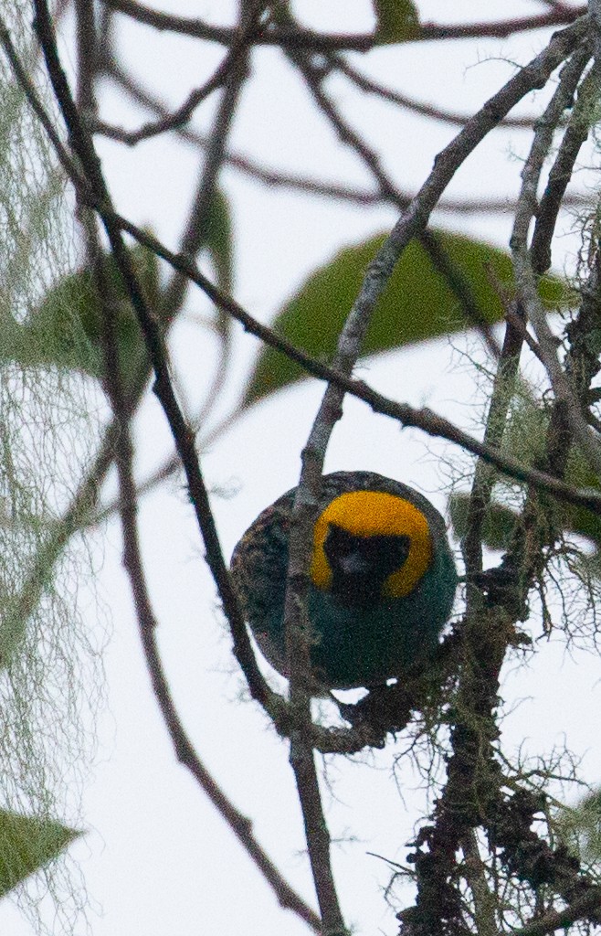 Saffron-crowned Tanager - ML612306961