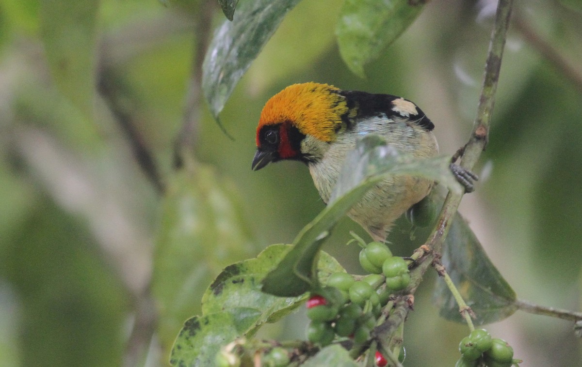 Flame-faced Tanager - ML612306973