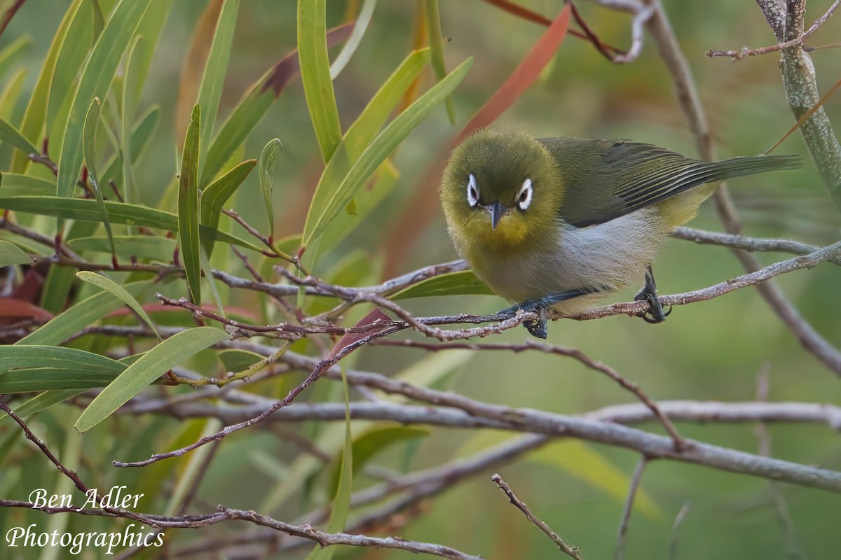 Silvereye - Ben Adler