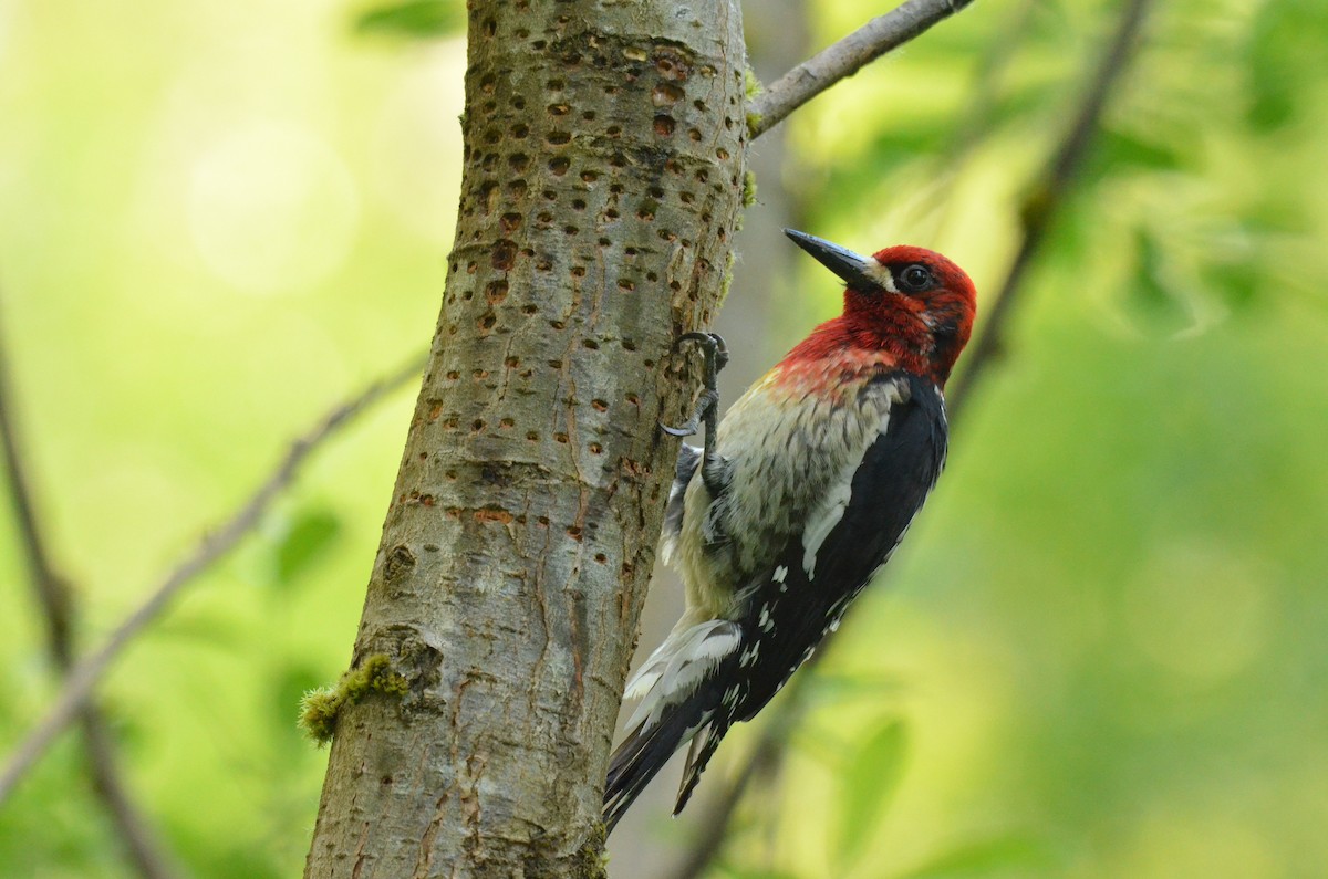 Red-breasted Sapsucker - Matthew Dickerson