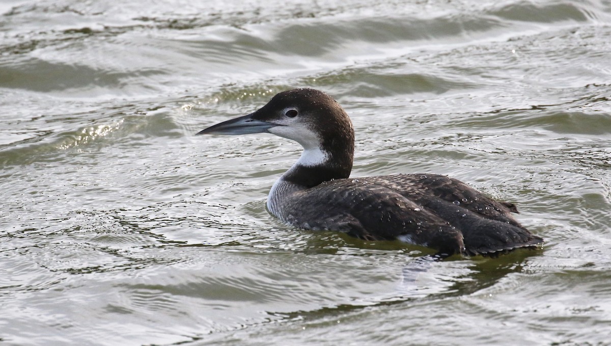 Plongeon huard - ML612306991