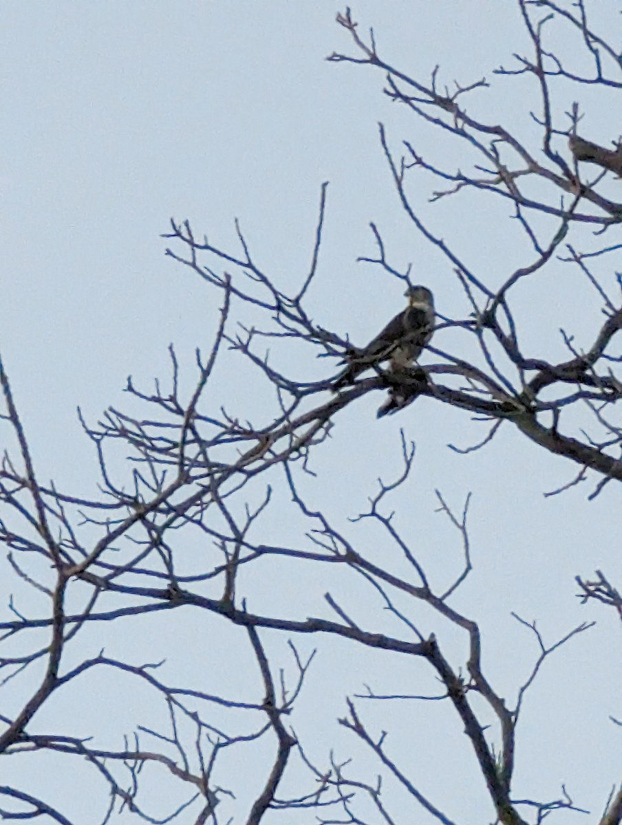 Boz Doğan - ML612306994