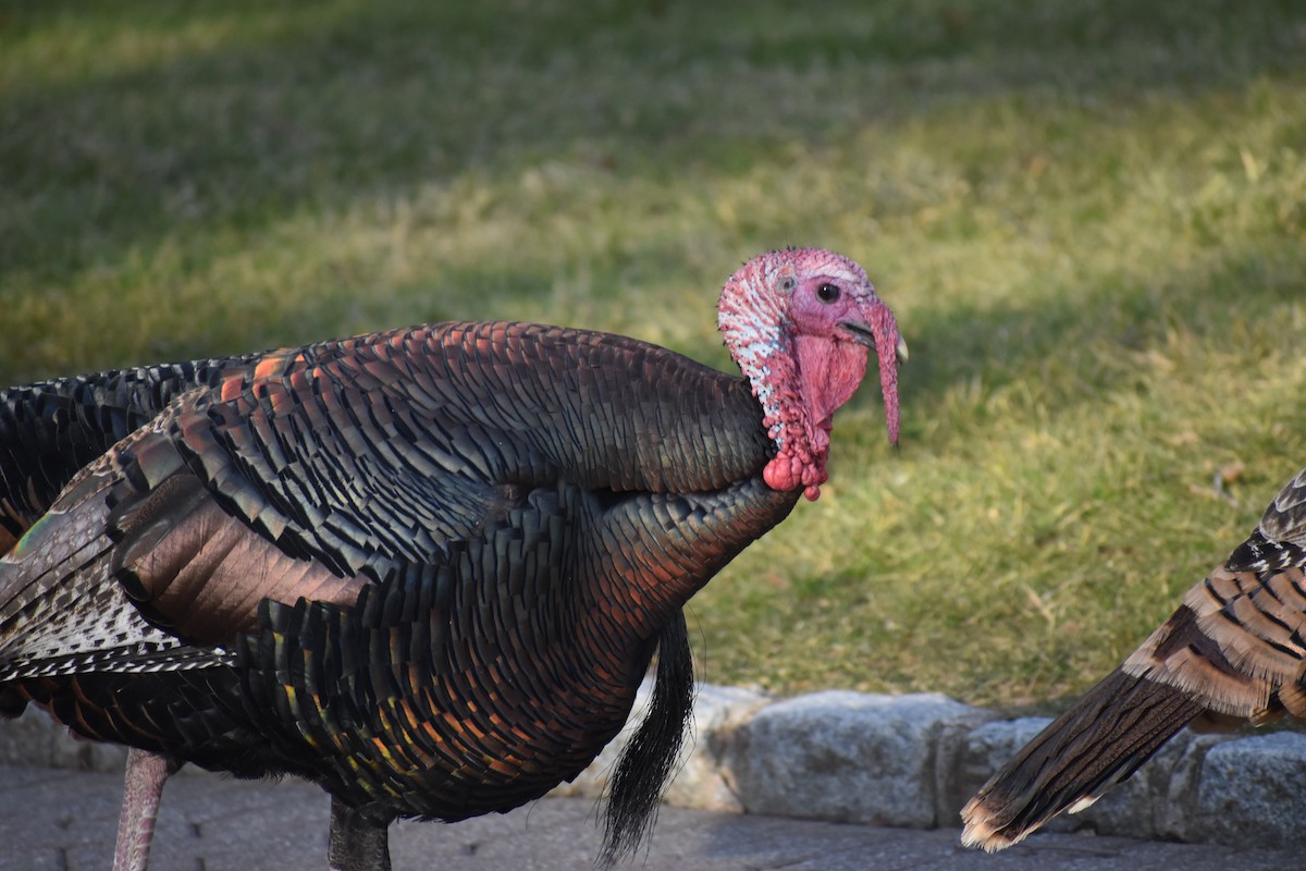 Wild Turkey - ML612307051