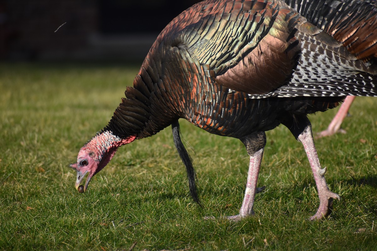 Wild Turkey - ML612307053