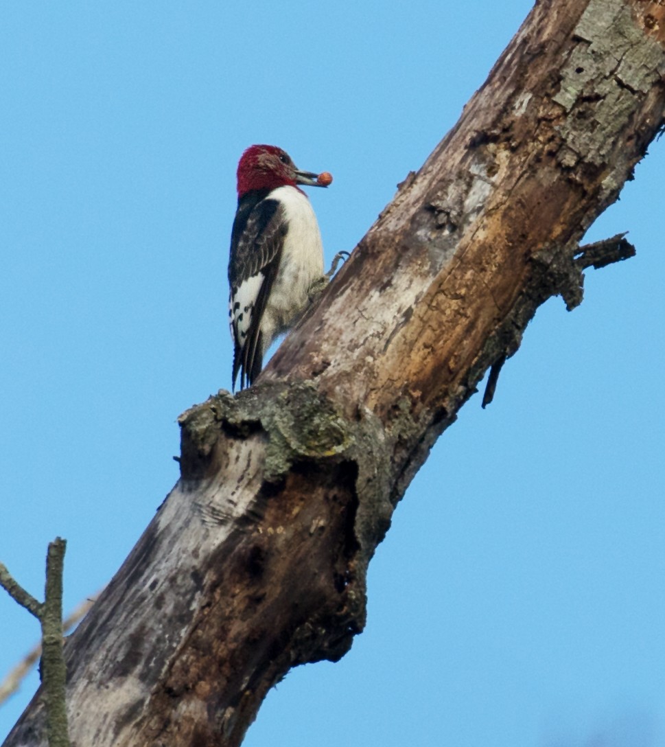 Red-headed Woodpecker - ML612307062