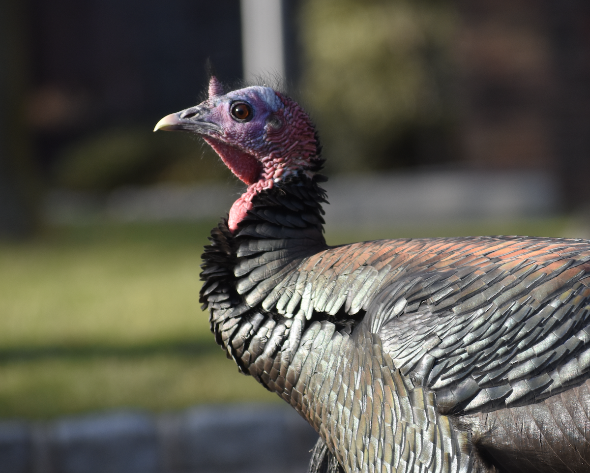 Wild Turkey - ML612307063