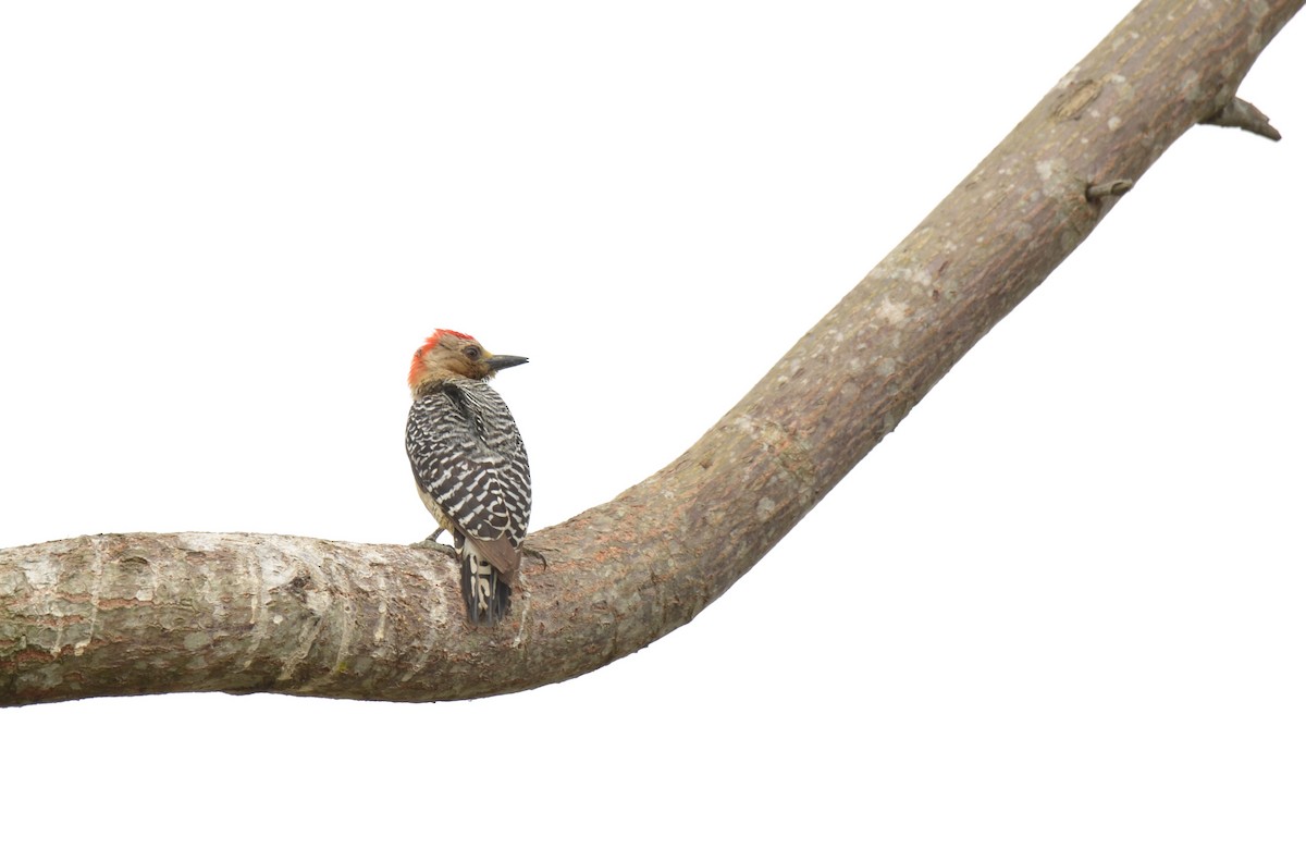 Red-crowned Woodpecker - ML612307064