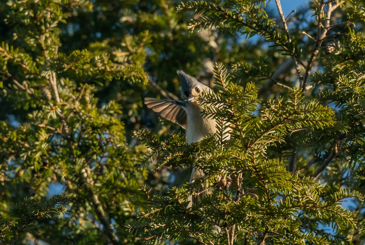 Tufted Titmouse - ML612307129