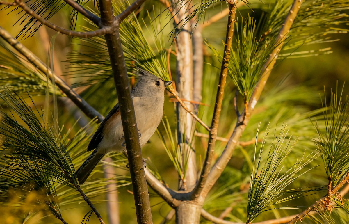 Tufted Titmouse - ML612307133