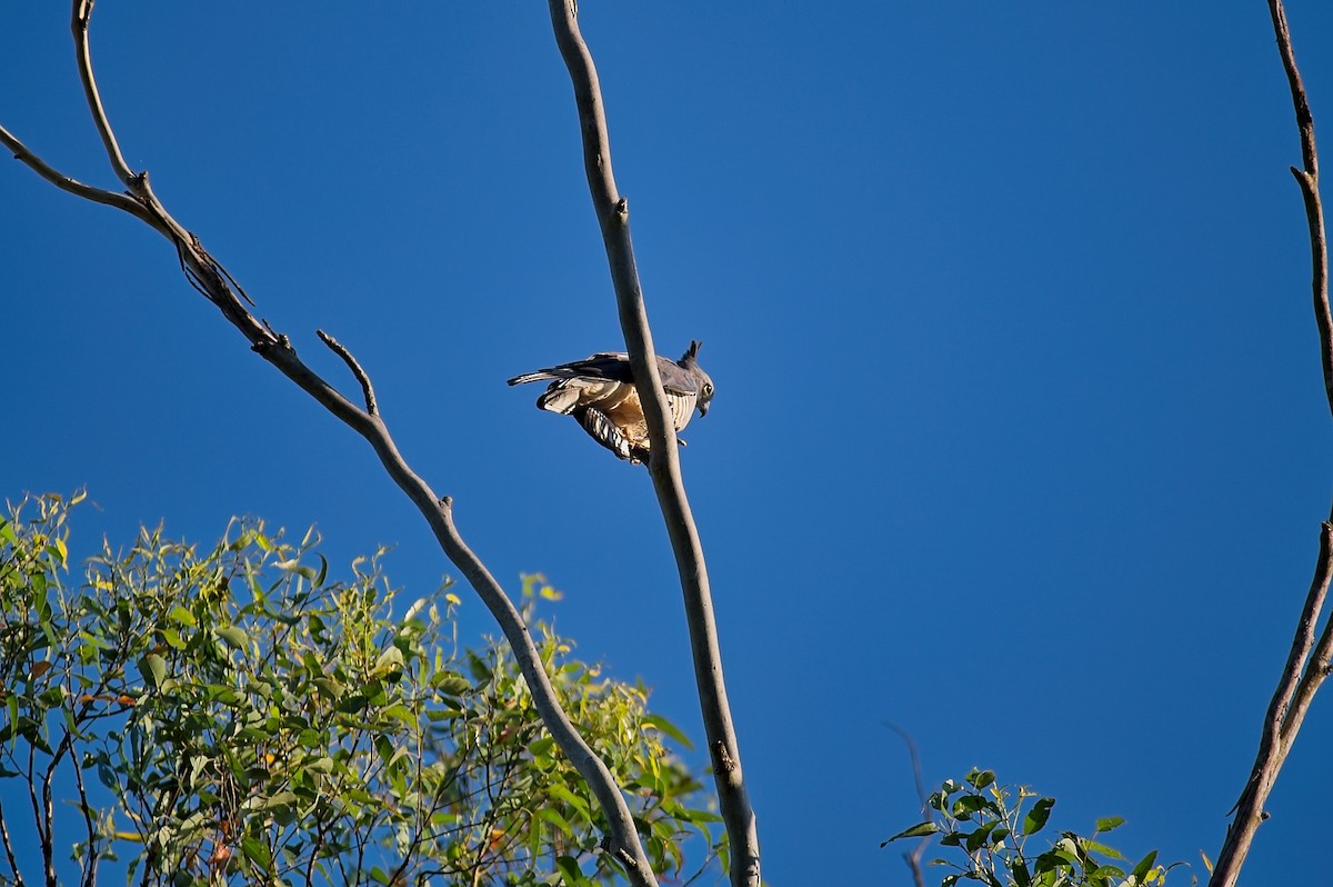 Pacific Baza - ML612307151