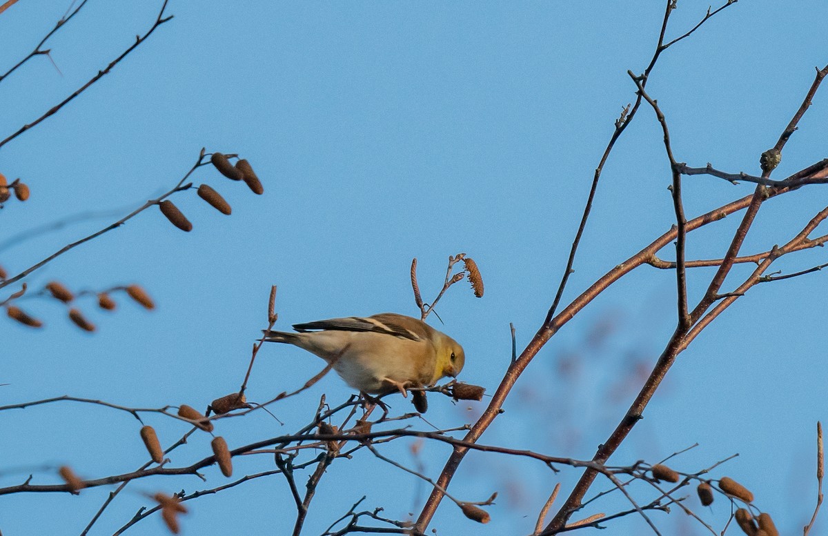 American Goldfinch - ML612307169